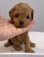 Mocha , a male Poodle - Toy  for sale in Eastvale, CA – Photo 4 of 5