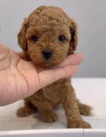 Mocha , a male Poodle - Toy  for sale in Eastvale, CA – Photo 2 of 5