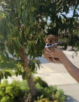 Cinnamon , a male Poodle - Toy  for sale in Eastvale, CA – Photo 3 of 9