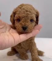 Mocha , a male Poodle - Toy  for sale in Eastvale, CA – Photo 3 of 5
