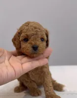 Mocha , a male Poodle - Toy  for sale in Eastvale, CA – Photo 1 of 5