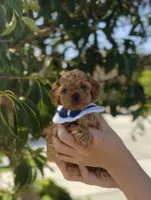 Cinnamon , a male Poodle - Toy  for sale in Eastvale, CA – Photo 2 of 9