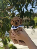 Cinnamon , a male Poodle - Toy  for sale in Eastvale, CA – Photo 5 of 9