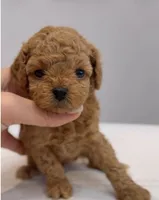 Mocha , a male Poodle - Toy  for sale in Eastvale, CA – Photo 5 of 5