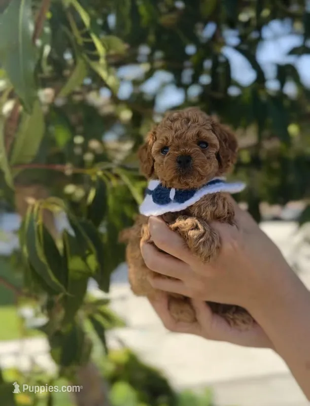 Cinnamon  – Poodle - Toy  puppy for sale in Eastvale, CA
