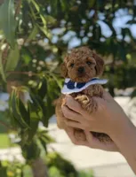 Cinnamon , a male Poodle - Toy  for sale in Eastvale, CA – Photo 1 of 9
