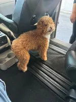    Maple , a female Poodle - Toy  for sale in Eastvale, CA – 2 of 4
