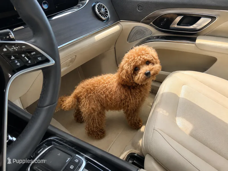Latte (teacup poodle)  – Poodle - Toy  puppy for sale in Eastvale, CA
