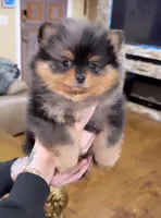 Tong , a male Pomeranian for sale in Eastvale, CA – Photo 2 of 2