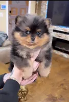 Tong , a male Pomeranian for sale in Eastvale, CA – Photo 1 of 2