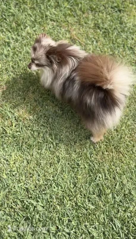 Cookie  – Pomeranian puppy for sale in Eastvale, CA