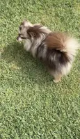 Cookie , a female Pomeranian for sale in Eastvale, CA – 1 of 5