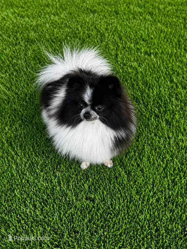 Lala , a female Pomeranian for sale in Eastvale, CA – Photo 1 of 2