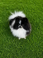 Lala , a female Pomeranian for sale in Eastvale, CA – Photo 1 of 2