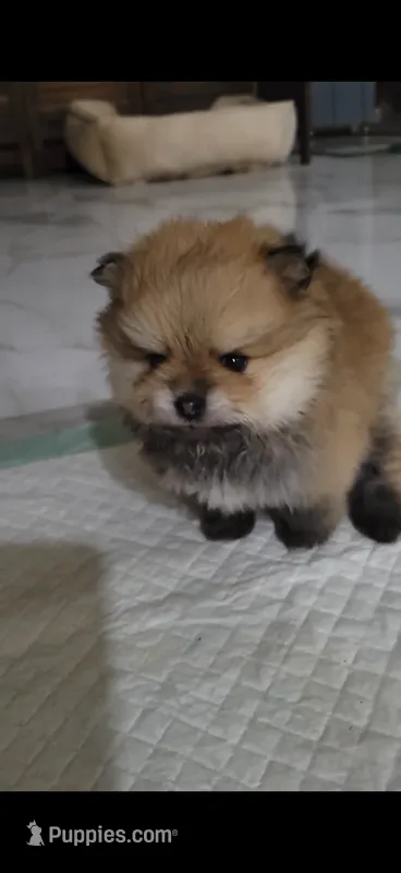 Orange teacup Pom  – Pomeranian puppy for sale in Eastvale, CA