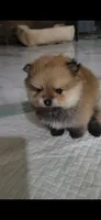 Orange teacup Pom , a female Pomeranian for sale in Eastvale, CA – 1 of 5