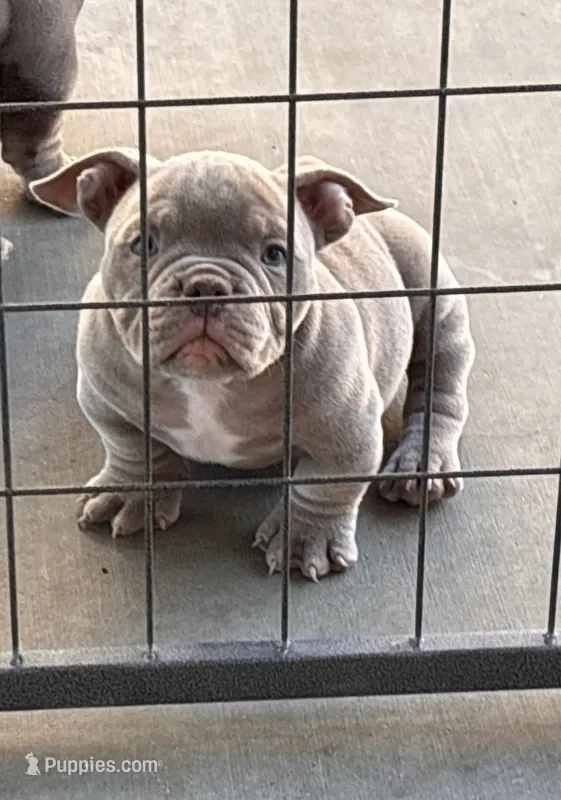 Micro bully boy  – American Bully puppy for sale in Eastvale, CA