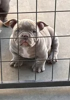 Micro bully boy , a male American Bully for sale in Eastvale, CA – 1 of 1