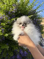 Tiramisu , a male Pomeranian for sale in Eastvale, CA – 2 of 5