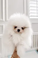 Teacup parti color male Pom , a male Pomeranian for sale in Eastvale, CA – 2 of 2