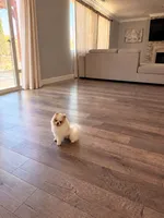 Pikachu, a male Pomeranian for sale in Mira Loma, CA – 3 of 3