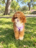 Maple 🍁 , a female Poodle - Toy  for sale in Eastvale, CA – 1 of 2