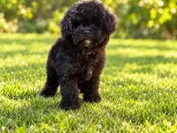 Oreo sfo area , a male Poodle - Toy  for sale in Diamond Bar, CA – 2 of 4