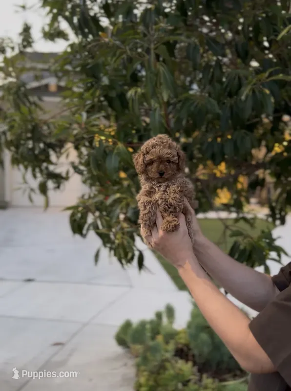 Brownie  – Poodle - Toy  puppy for sale in Eastvale, CA