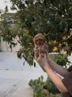 Brownie , a male Poodle - Toy  for sale in Eastvale, CA – 1 of 2