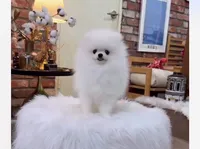 Leo, a male Pomeranian for sale in Eastvale, CA – 1 of 1