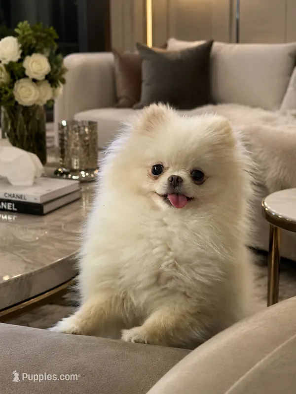 Medusa  – Pomeranian puppy for sale in Eastvale, CA
