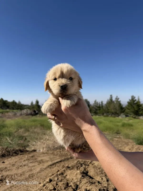 Coke bear(has video)  – Golden Retriever puppy for sale in Eastvale, CA