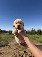 Coke bear(has video) , a male Golden Retriever for sale in Eastvale, CA – 1 of 2