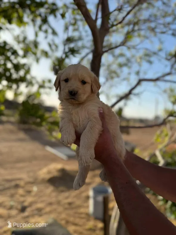 Coke bear  – Golden Retriever puppy for sale in Eastvale, CA