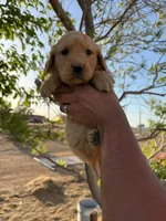 Coke bear , a male Golden Retriever for sale in Eastvale, CA – Photo 2 of 2