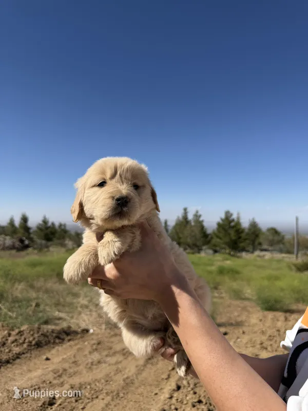 Coke bear  – Golden Retriever puppy for sale in Eastvale, CA