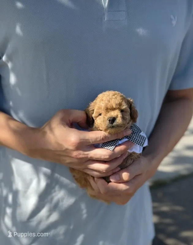 Latte – Poodle - Toy  puppy for sale in Eastvale, CA