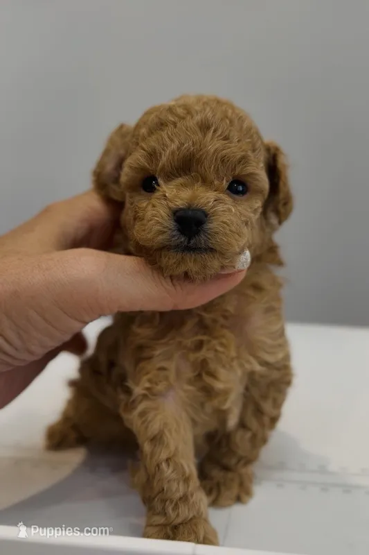 Latte – Poodle - Toy  puppy for sale in Eastvale, CA