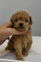 Latte, a male Poodle - Toy  for sale in Eastvale, CA – Photo 1 of 4