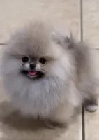 Chanel , a female Pomeranian for sale in Eastvale, CA – Photo 3 of 3