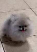 Chanel , a female Pomeranian for sale in Eastvale, CA – Photo 2 of 3