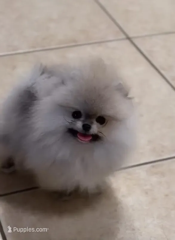 Chanel  – Pomeranian puppy for sale in Eastvale, CA