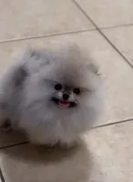 Chanel , a female Pomeranian for sale in Eastvale, CA – Photo 1 of 3