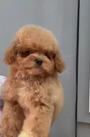 Mocha , a male Maltipoo for sale in Eastvale, CA – 4 of 4