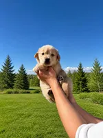 Lola, a female Golden Retriever for sale in Eastvale, CA – Photo 2 of 3