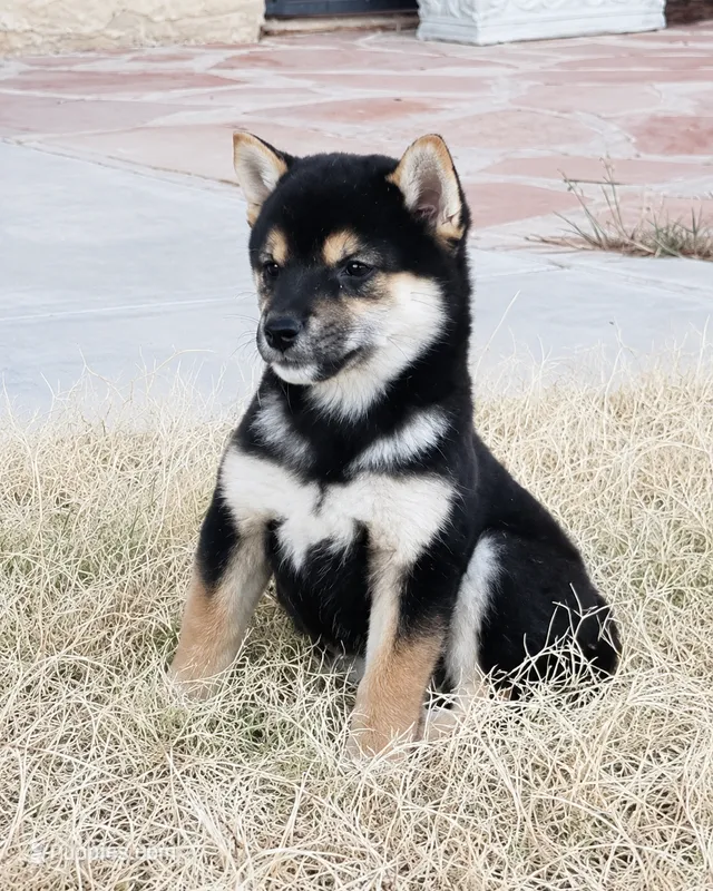 Korea champion line Shiba female  – Shiba Inu puppy for sale in Eastvale, CA