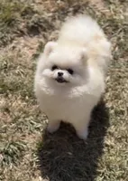 Tinkerbell(micro Pom), a female Pomeranian for sale in Eastvale, CA – 1 of 4