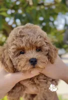 Fenti  (has video) , a male Poodle - Toy  for sale in Eastvale, CA – 4 of 6