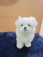 Snowy , a male Maltese for sale in Eastvale, CA – Photo 2 of 2