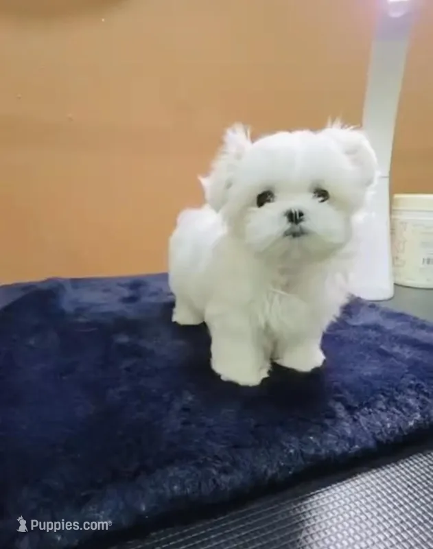 Snowy  – Maltese puppy for sale in Eastvale, CA